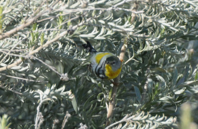 Northern Parula  0208-4j  Gilbert, AZ