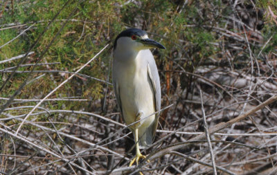 Black-crowned Night Heron  0208-2j  Gilbert, AZ