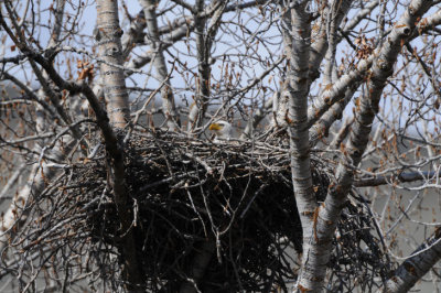 Bald Eagle on Nest  0408-3j  Yakima Canyon