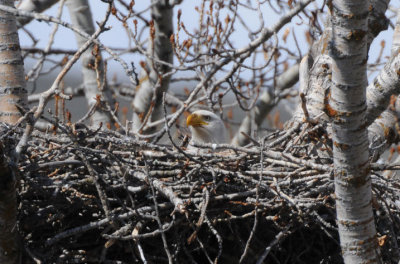 Bald Eagle on Nest 0408-2j Yakima Canyon