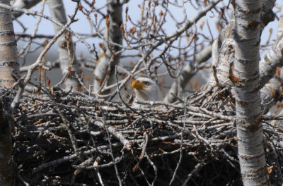 Bald Eagle on Nest  0408-2j  Yakima Canyon