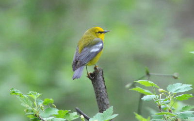 Blue Winged Warbler  0508-3j  Point Pelee