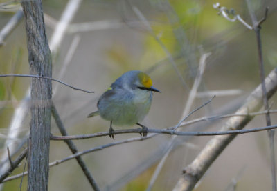 Brewster's Warbler Hybrid  0508-2j  Point Pelee