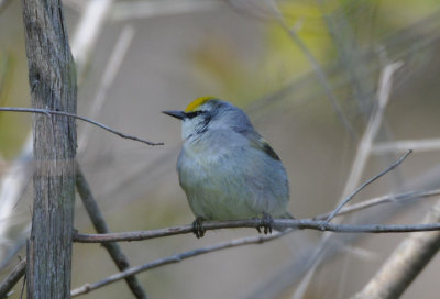Brewster's Warbler Hybrid 0508-3j Point Pelee