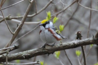 Chestnut Sided Warbler 0508-4j Point Pelee