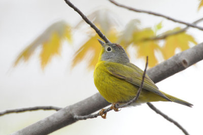 Nashville Warbler  0508-4j  Point Pelee