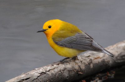 Prothonotary Warbler  0508-4j  Point Pelee