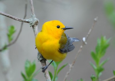 Prothonotary Warbler 0508-6j Point Pelee