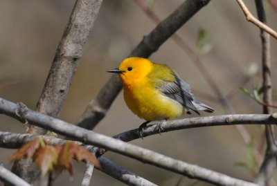 Prothonotary Warbler  0508-5j  Point Pelee