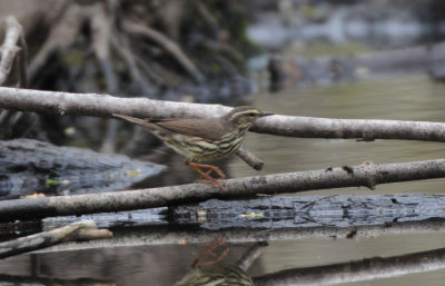 Northern Waterthrush  0508-4j  Point Pelee