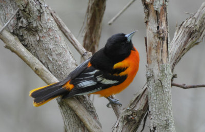 Baltimore Oriole  0508-3j  Point Pelee