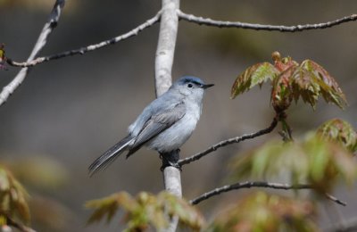 Blue-gray Gnatcatcher  0508-1j  Point Pelee