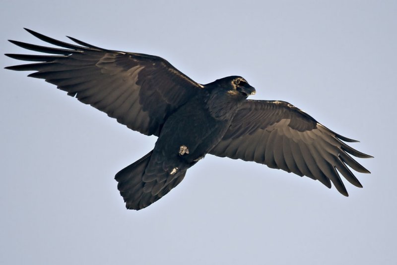 Overhead