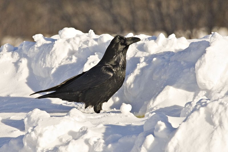Standing on snowbank