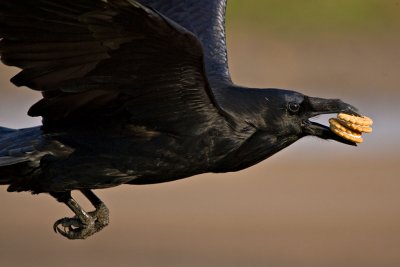 Raven carrying cookies