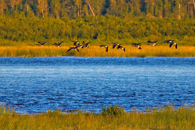 Geese over the Moose River