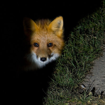 Hallowe'en Visitor, a fox