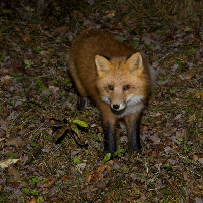 Fox on the fallen leaves 2008 October 31