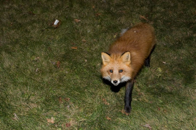 Fox on grass 2008 October 31