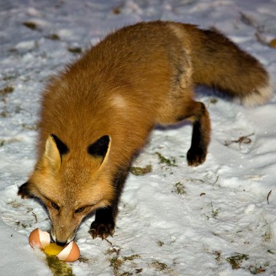 Fox eating egg