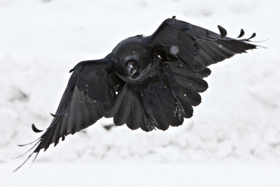 Flying close to ground during falling snow