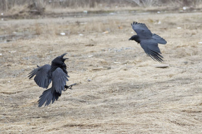 Raven being harrassed by crow