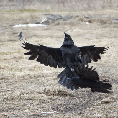 Raven being harrassed by crow