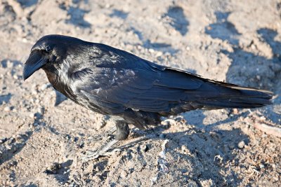 Raven on gravel