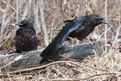 Two juveniles