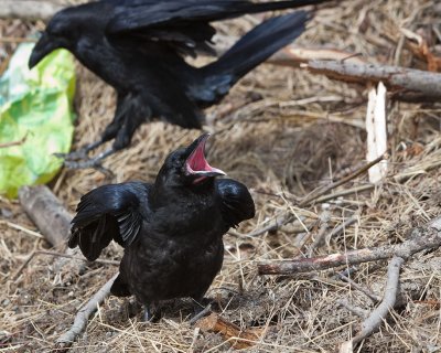 Adult flying away from begging juvenile