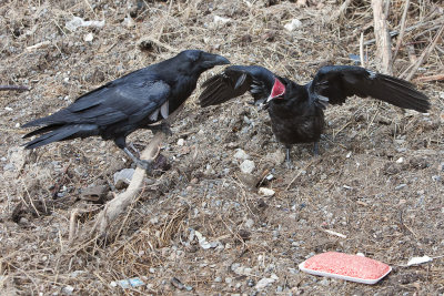 Juvenile raven begging