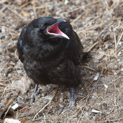 Juvenile raven