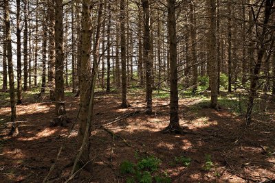 Pine trees at Kapkigiwan