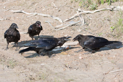 Adult (left) with juveniles