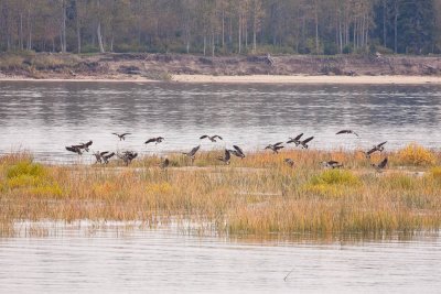 Geese landing on sandbar 2009 October 4th