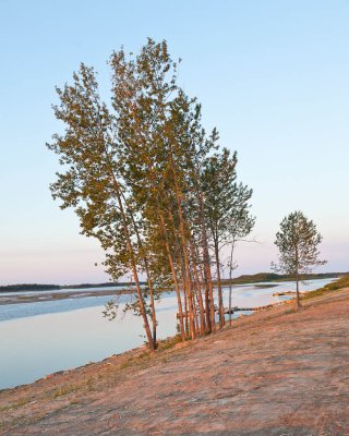 Trees along the Moose River 2010 June 21st