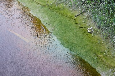 Edge of Butler Creek at low tide.