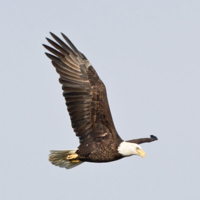 Bald eagle, in flight, one wing up