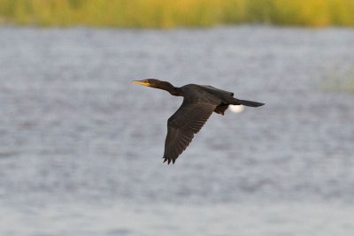 Cormorant 2010 August 29th