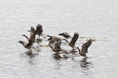 Geese taking off