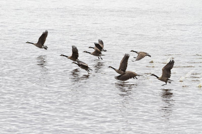 Geese taking off