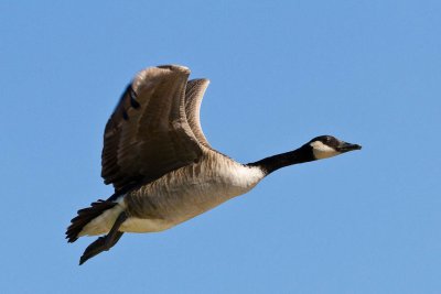 Goose flying