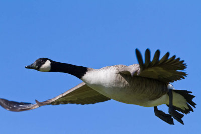 Goose flying