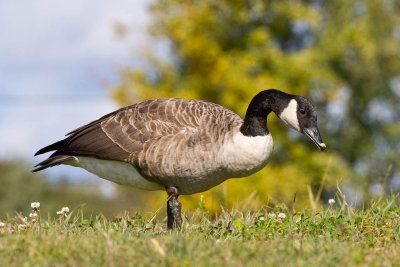 Goose at top of river bank