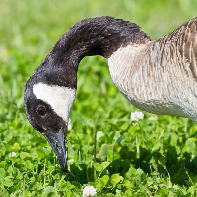 Goose eating 2010 September 24th