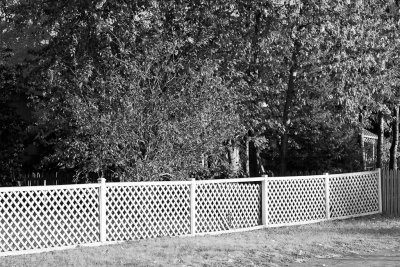 Trees and fence on Ferguson road