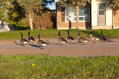 Geese strolling on Revillon Road 2010 October 7