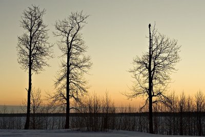 Trees just before dawn