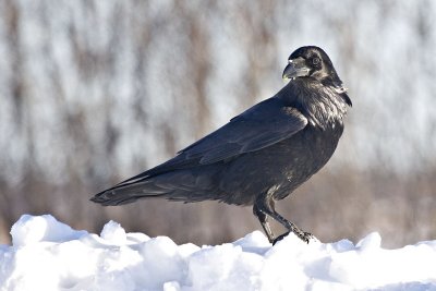 Standing on snowbank