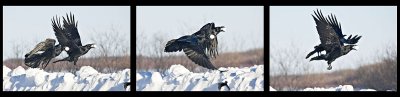 Ravens flying with eggs